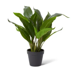 Lily Peace Plant Potted - 38 x 36 x 47cm by Elme Living, a Plants for sale on Style Sourcebook