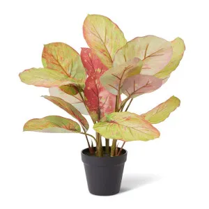 Aglaonema Plant Potted - 42 x 34 x 46cm by Elme Living, a Plants for sale on Style Sourcebook