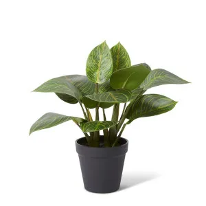 Philodendron Birkin Plant Pott - 34 x 32 x 31cm by Elme Living, a Plants for sale on Style Sourcebook