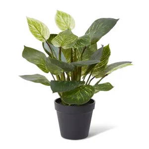 Philodendron Birkin Plant Pott - 30 x 28 x 39cm by Elme Living, a Plants for sale on Style Sourcebook