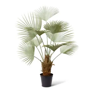 Fan Palm - 110 x 80 x 178cm by Elme Living, a Plants for sale on Style Sourcebook