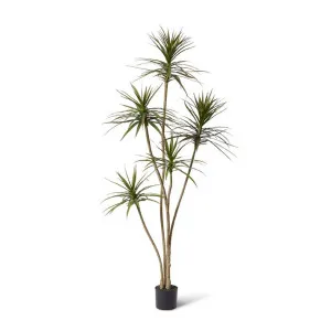 Yucca Tree - 96 x 80 x 205cm by Elme Living, a Plants for sale on Style Sourcebook