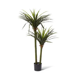 Dracaena Grass Tree Potted (Outdoor) - 80 x 70 x 130cm by Elme Living, a Plants for sale on Style Sourcebook