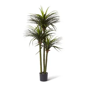 Dracaena Grass Tree Potted (Outdoor) - 90 x 80 x 163cm by Elme Living, a Plants for sale on Style Sourcebook