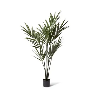 Palm Kentia (Outdoor) - 80 x 80 x 183cm by Elme Living, a Plants for sale on Style Sourcebook