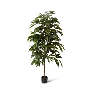 Ficus Alii Tree - 80 x 80 x 150cm by Elme Living, a Plants for sale on Style Sourcebook