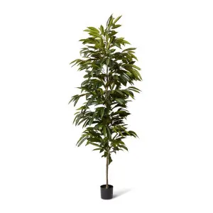 Ficus Alii Tree - 85 x 85 x 210cm by Elme Living, a Plants for sale on Style Sourcebook