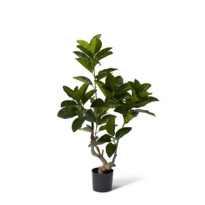 Ficus Altissima Tree - 80 x 80 x 135cm by Elme Living, a Plants for sale on Style Sourcebook