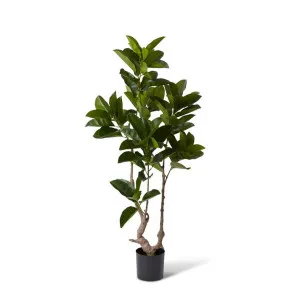 Ficus Altissima Tree - 100 x 60 x 155cm by Elme Living, a Plants for sale on Style Sourcebook