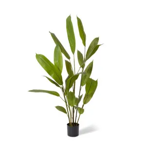 Heliconia Plant - 70 x 70 x 160cm by Elme Living, a Plants for sale on Style Sourcebook