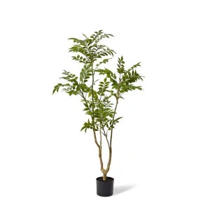 Japanese Lacquer Tree - 64 x 60 x 133cm by Elme Living, a Plants for sale on Style Sourcebook