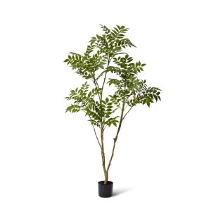 Japanese Lacquer Tree - 84 x 60 x 160cm by Elme Living, a Plants for sale on Style Sourcebook