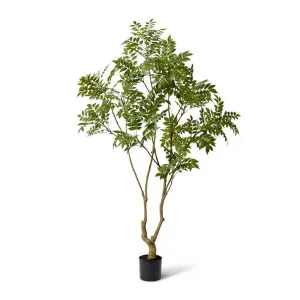 Japanese Lacquer Tree - 100 x 80 x 220cm by Elme Living, a Plants for sale on Style Sourcebook