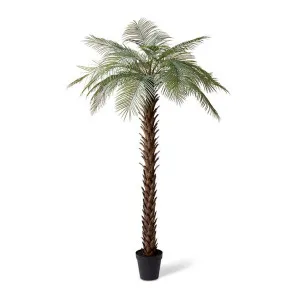 Palm Cycas - 120 x 120 x 260cm by Elme Living, a Plants for sale on Style Sourcebook