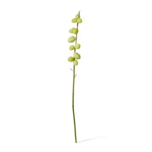 Milk Weed Stem - 12 x 17 x 119cm by Elme Living, a Plants for sale on Style Sourcebook