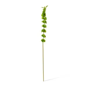 Bells of Ireland Stem - 6 x 8 x 99cm by Elme Living, a Plants for sale on Style Sourcebook