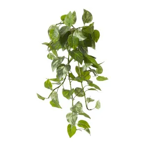 Pothos (Outdoor) Hanging Plant - 55 x 59 x 81cm by Elme Living, a Plants for sale on Style Sourcebook