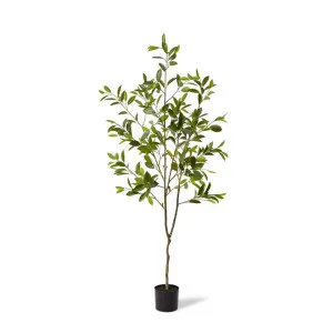 Citrus Tree - 80 x 80 x 183cm by Elme Living, a Plants for sale on Style Sourcebook