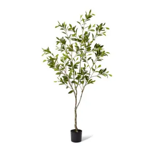 Citrus Tree - 90 x 90 x 213cm by Elme Living, a Plants for sale on Style Sourcebook