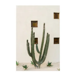 Cabo Cactus IX , By Bethany Young by Gioia Wall Art, a Prints for sale on Style Sourcebook