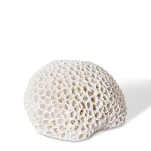 Coral Brain - 16 x 13 x 9cm by Elme Living, a Statues & Ornaments for sale on Style Sourcebook