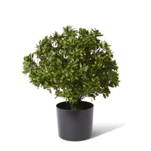 Topiary Hazel Leaf Potted (Outdoor) - 36 x 36 x 51cm by Elme Living, a Plants for sale on Style Sourcebook