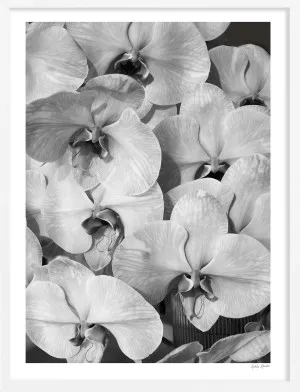 Orchid Study 2 - B&W by Adele Naidoo, a Prints for sale on Style Sourcebook