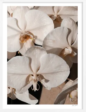 Orchid Study 1 - Caramel by Adele Naidoo, a Prints for sale on Style Sourcebook