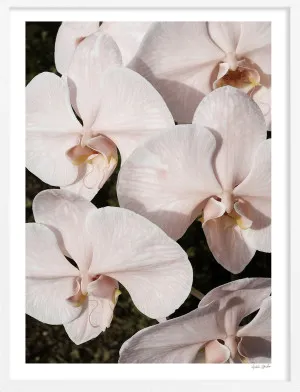 Orchid Study 3 - Blush by Adele Naidoo, a Prints for sale on Style Sourcebook