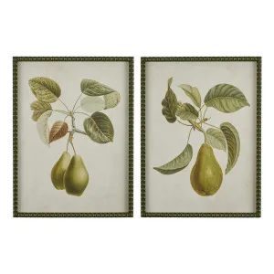 Pyrus Framed Print S/2 in 45 x 60cm by OzDesignFurniture, a Prints for sale on Style Sourcebook