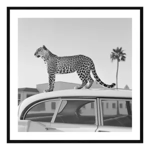 Cool Cat Framed Print in 84 x 84cm by OzDesignFurniture, a Prints for sale on Style Sourcebook