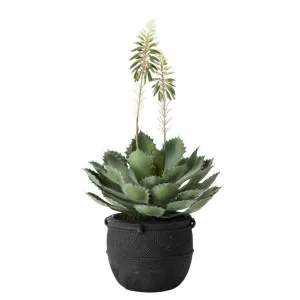 Cactus Flowering Izaak Pot Black & Green - 30cm x 30cm x 60cm by James Lane, a Plant Holders for sale on Style Sourcebook