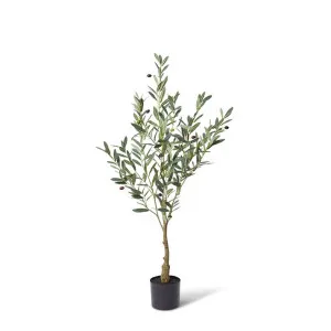 Olive Tree - 50 x 40 x 120cm by Elme Living, a Plants for sale on Style Sourcebook