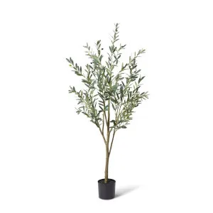 Olive Tree - 60 x 50 x 180cm by Elme Living, a Plants for sale on Style Sourcebook