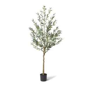 Olive Tree - 70 x 60 x 210cm by Elme Living, a Plants for sale on Style Sourcebook