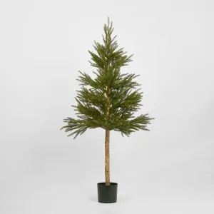 Scandi Spruce Tree 150Cm by Florabelle Living, a Plants for sale on Style Sourcebook