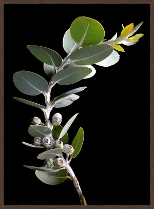 EUCALYPTUS TETRAGONA by La Grolla, a Prints for sale on Style Sourcebook