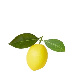 Lemon Twig Decorative by James Lane, a Decor for sale on Style Sourcebook