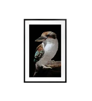 Mysterious Kookaburra Framed Wall Art 80cm x 120cm by Luxe Mirrors, a Artwork & Wall Decor for sale on Style Sourcebook