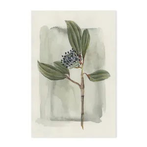 Viburnum Davidii , By Lucrecia Caporale by Gioia Wall Art, a Prints for sale on Style Sourcebook