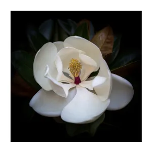Magnolia Grandi Flora , By Tricia Brennan by Gioia Wall Art, a Prints for sale on Style Sourcebook