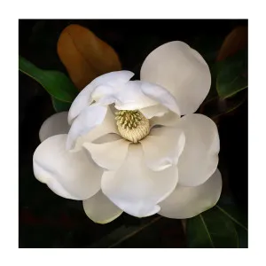Sweetbay Magnolia , By Tricia Brennan by Gioia Wall Art, a Prints for sale on Style Sourcebook