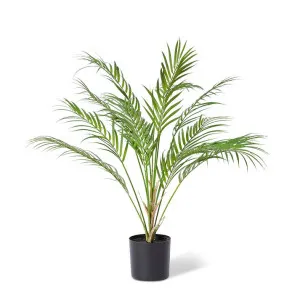 Phoenix Palm Plant - 60 x 60 x 65cm by null, a Plants for sale on Style Sourcebook