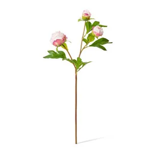 Peony Bud Spray (RT) - 25 x 25 x 62cm by Elme Living, a Plants for sale on Style Sourcebook