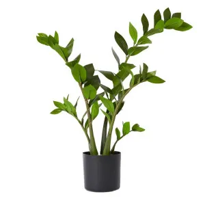 Zanzibar Potted - 37cm x 28cm x 70cm by null, a Plants for sale on Style Sourcebook