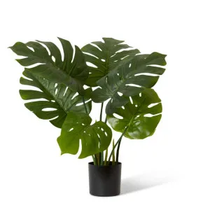 Monstera Potted - 45cm x 45cm x 65cm by null, a Plants for sale on Style Sourcebook
