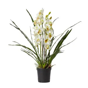 Cymbidium Plant Potted - 60cm x 60cm x 102cm by null, a Plants for sale on Style Sourcebook