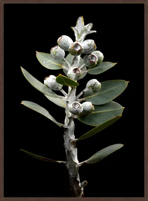 EUCALYPTUS TALLERACK by null, a Prints for sale on Style Sourcebook