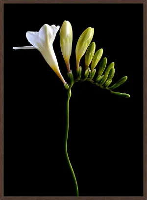 WHITE FREESIA by null, a Prints for sale on Style Sourcebook