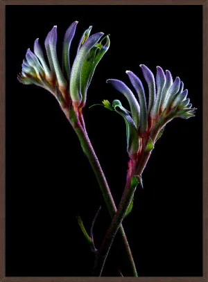 MASQUERADE KANGAROO PAW by null, a Prints for sale on Style Sourcebook